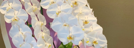 北海道花屋、栗山町の花屋、栗山町花屋、ナカイフローリスト、岩見沢市花屋、北海道夕張郡栗山町、夕張郡花屋、長沼町花屋、由仁町花屋、夕張市花屋、南幌町花屋、岩見沢市、栗山町フラワーショップ、葬儀、御供え、御祝、アレンジメント、スタンド花、花束、開店祝い、法要、法事、花屋アプリ、北海道フラワーレッスン、栗山町胡蝶蘭、胡蝶蘭鉢、美唄市花屋、ナカイフローリスト美唄、美唄花